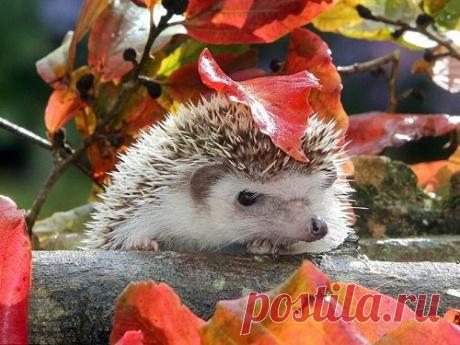 Гадание по картинке: как изменится ваша жизнь в октябре 2018 года Второй месяц осени — время подводить первые итоги, строить новые планы и активно заниматься подготовкой к новогодним праздникам. Осенние холода не испортят настроение, если погадать по картинкам и узнать, какие события вас ждут в октябре 2018 года.