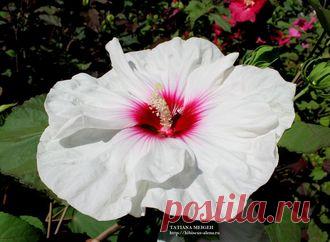 СЕМЕНА ТРАВЯНИСТЫХ ГИБИСКУСОВ - №7-17- 7шт