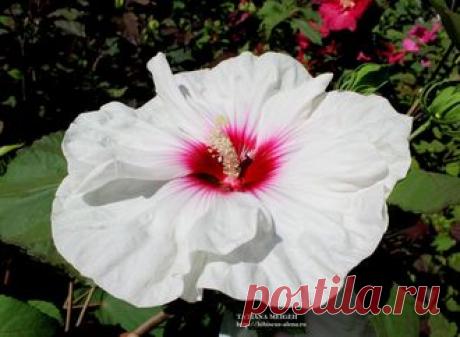 СЕМЕНА ТРАВЯНИСТЫХ ГИБИСКУСОВ - №7-17- 7шт