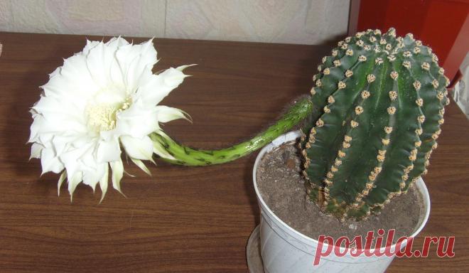 так я цвету....