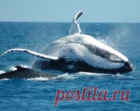 Успокаивающие звуки животных