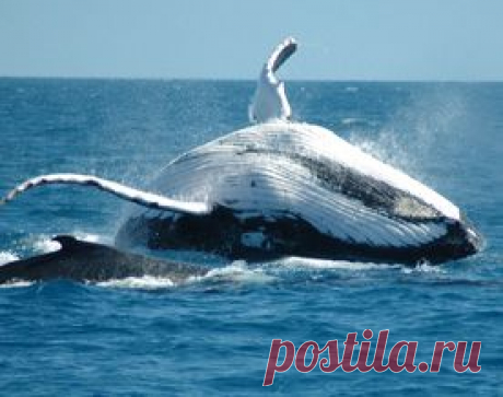 Успокаивающие звуки животных