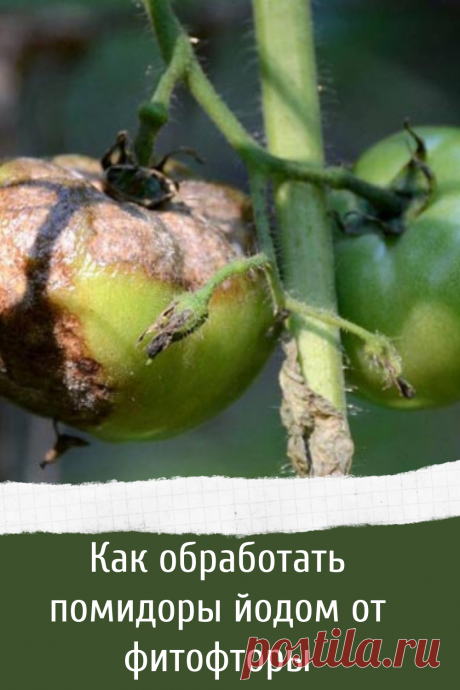 Как обработать помидоры йодом от фитофторы