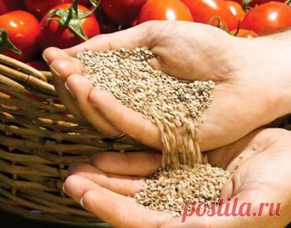 Собираем свои семена
