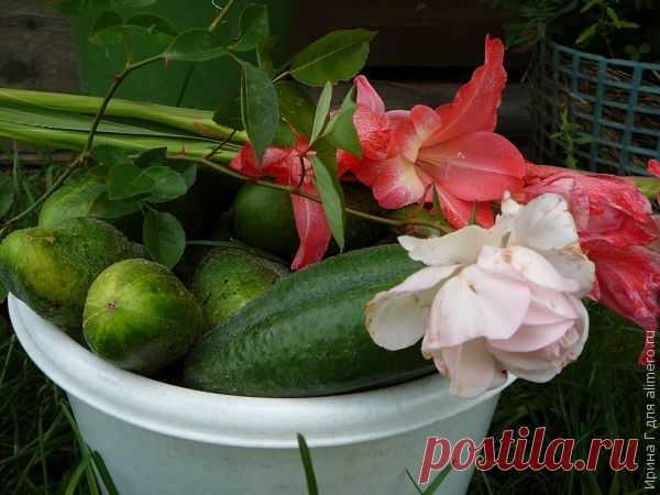 Как избавиться от нитратов в овощах и фруктах | Интересные рецепты