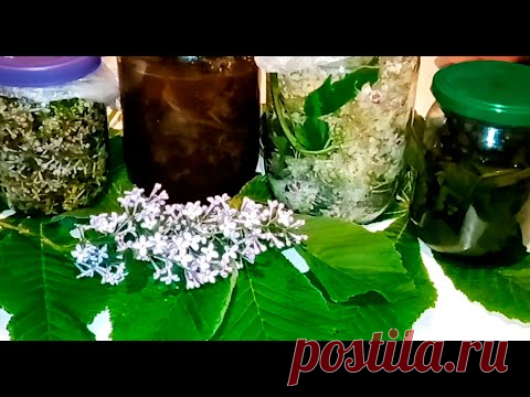 ТЕПЕРЬ НОГИ И СУСТАВЫ НЕ БУДУТ БОЛЕТЬ! ЦВЕТЫ СИРЕНИ И КАШТАНА ВМЕСТО ДОРОГИХ МАЗЕЙ - YouTube
