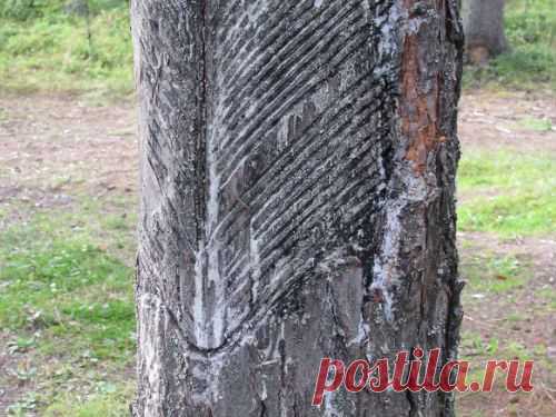 Я выживаю везде!: Сосновая живица. Лечебные свойства