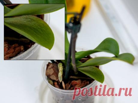 Как восстановить тургор листьев у орхидеи фаленопсис: от понятия, что это такое, до советов, как его вернуть