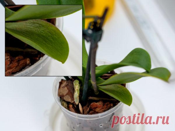 Как восстановить тургор листьев у орхидеи фаленопсис: от понятия, что это такое, до советов, как его вернуть