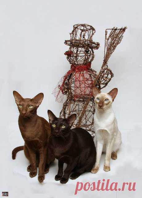 oriental cat