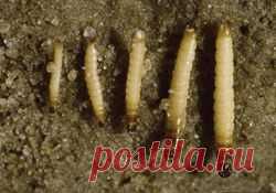 Эффективные меры борьбы с проволочником | Дача - впрок