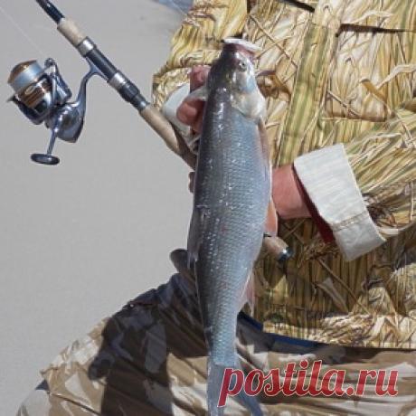 Ищем жереха на Клязьме - МирТесен