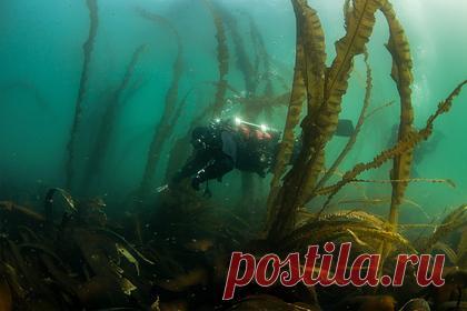 Хабаровчанин снял документальный фильм об Охотском море. Хабаровчанин Владимир Чебанов создал документальный фильм о природе Охотского моря «Сказка о коротком лете», работа над проектом велась три года. «Сказка о коротком лете» демонстрирует только дальневосточную природу и ее обитателей, в кадрах нет людей. Помощь в съемке оказывала команда дайверов из Владивостока.