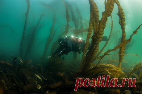 Хабаровчанин снял документальный фильм об Охотском море. Хабаровчанин Владимир Чебанов создал документальный фильм о природе Охотского моря «Сказка о коротком лете», работа над проектом велась три года. «Сказка о коротком лете» демонстрирует только дальневосточную природу и ее обитателей, в кадрах нет людей. Помощь в съемке оказывала команда дайверов из Владивостока.