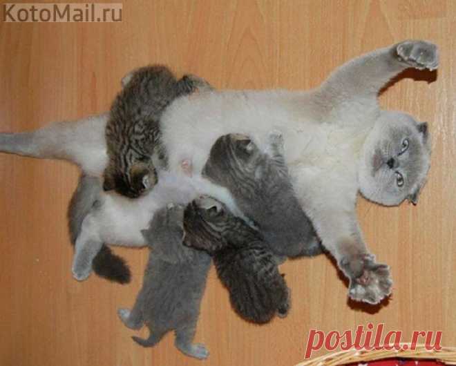 Радость материнства | KotoMail.ru