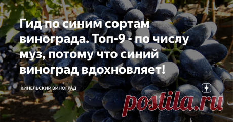 Гид по синим сортам винограда. Топ-9 - по числу муз, потому что синий виноград вдохновляет! Предлагаю вашему вниманию небольшой обзор винограда, которые растет у нас в питомнике (Кинель, Самарская область) и который можно смело рекомендовать для выращивания нашим ближайшим и не очень соседям.
Считаю, что такие обзоры нужно делать регулярно, потому что часто встречаю комментарии такого плана – Кодрянка круглая, Байконур не интересный, Юпитер поздний! 😮
Кстати, про Юпитер - в нашем