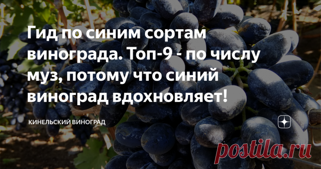 Гид по синим сортам винограда. Топ-9 - по числу муз, потому что синий виноград вдохновляет! Предлагаю вашему вниманию небольшой обзор винограда, которые растет у нас в питомнике (Кинель, Самарская область) и который можно смело рекомендовать для выращивания нашим ближайшим и не очень соседям.
Считаю, что такие обзоры нужно делать регулярно, потому что часто встречаю комментарии такого плана – Кодрянка круглая, Байконур не интересный, Юпитер поздний! 😮
Кстати, про Юпитер - в нашем