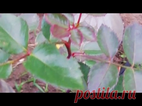 Результаты размножения #роз черенками 100%