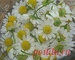 Ромашка для лица