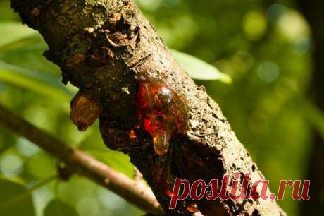 Почему вишня и черешня сочатся камедью Капельки смолы янтарного цвета могут появиться не только на сосне, но и на плодовых деревьях, таких как вишня, черешня, абрикос. Это камедь, и с ней знакомы многие садоводы. Попробуем разобраться в пр...