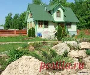 Сосна из шишки | Дачная жизнь - сад, огород, дача