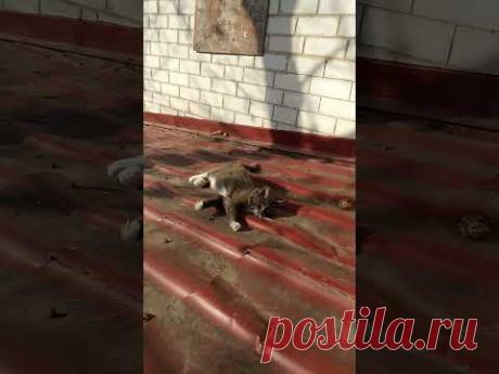 Кошечка Муся нежится на осеннем солнышке