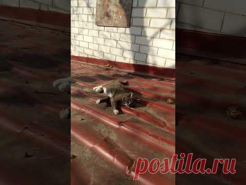 Кошечка Муся нежится на осеннем солнышке