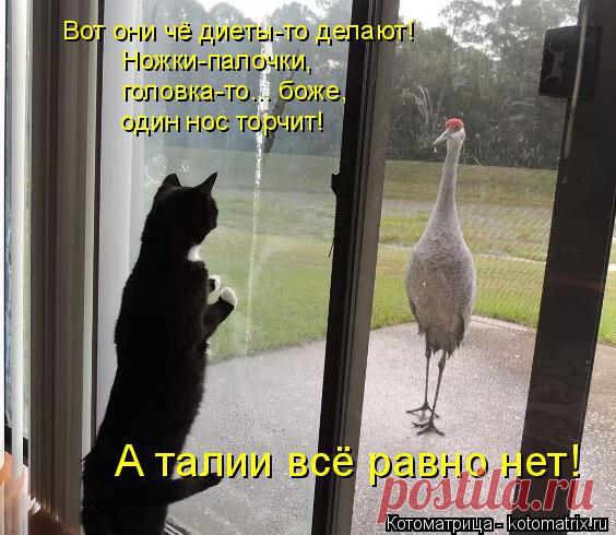 Котоматрица: Круть