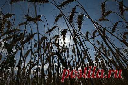 Стала известна дата продолжения консультаций России и ООН по зерновой сделке. Продолжение консультаций по меморандуму РФ и ООН о зерновой сделке состоится 9 июня в Женеве. Переговоры анонсировал замглавы МИД РФ Сергей Вершинин. Ранее замминистра отметил, что Россия не видит перспектив продления зерновой сделки, а существующие перекосы в ее выполнении до сих пор не устранены.