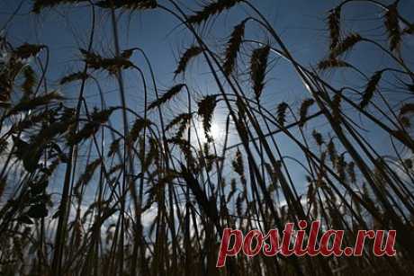 Стала известна дата продолжения консультаций России и ООН по зерновой сделке. Продолжение консультаций по меморандуму РФ и ООН о зерновой сделке состоится 9 июня в Женеве. Переговоры анонсировал замглавы МИД РФ Сергей Вершинин. Ранее замминистра отметил, что Россия не видит перспектив продления зерновой сделки, а существующие перекосы в ее выполнении до сих пор не устранены.