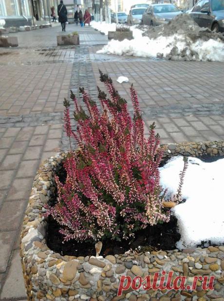 Под скажите что это? посажено осенью. Простояло всю зиму пока ноги им не сделали