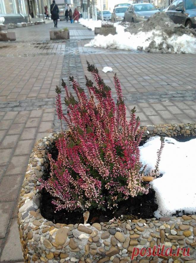 Под скажите что это? посажено осенью. Простояло всю зиму пока ноги им не сделали