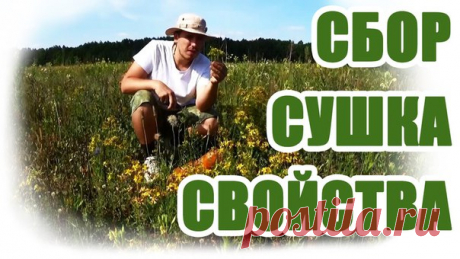 СБОР И ЗАГОТОВКА ЛЕКАРСТВЕННЫХ ТРАВ 

Правила сбора лекарственных растений: 

- Собирать только совершенно здоровые и полностью сформировавшиеся растения. Завядшие, попорченные насекомыми, пораженные болезнями – заготавливать не стоит. 

- Необходимо хорошо изучить строение заготавливаемых растений, чтобы отличать их от похожих, но с другими свойствами или ядовитых трав. 

- Собирать лекарственное сырье надо в строго определённые сроки и время суток, когда растение обладае...