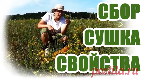СБОР И ЗАГОТОВКА ЛЕКАРСТВЕННЫХ ТРАВ 

Правила сбора лекарственных растений: 

- Собирать только совершенно здоровые и полностью сформировавшиеся растения. Завядшие, попорченные насекомыми, пораженные болезнями – заготавливать не стоит. 

- Необходимо хорошо изучить строение заготавливаемых растений, чтобы отличать их от похожих, но с другими свойствами или ядовитых трав. 

- Собирать лекарственное сырье надо в строго определённые сроки и время суток, когда растение обладае...