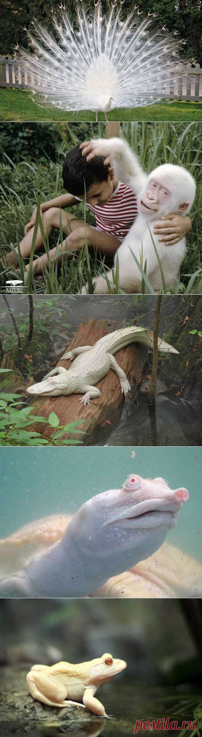 У природы кончились краски - альбиносы