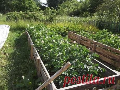 Огородный Каркассон: собери свою грядку