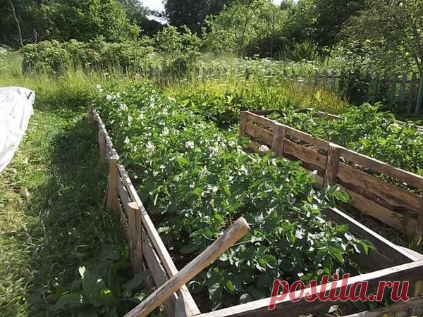 Огородный Каркассон: собери свою грядку