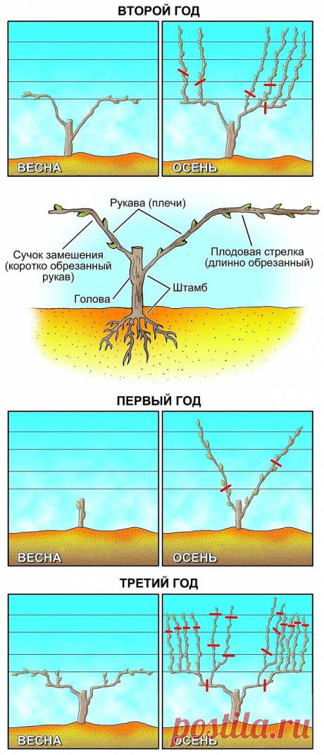 Обрезка винограда