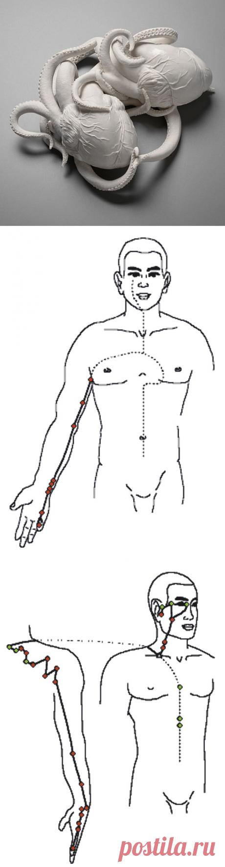 Союз нерушимый: сердце — тонкий кишечник