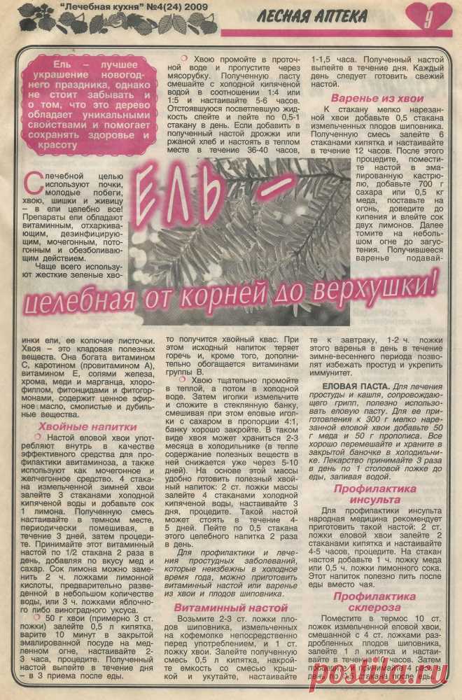 Ель - целебная от корней до верхушки