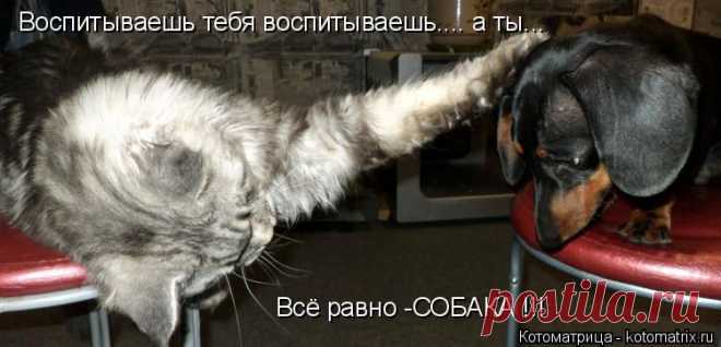 Котоматрица: Свежак