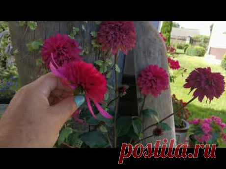 Купила эхинацеи