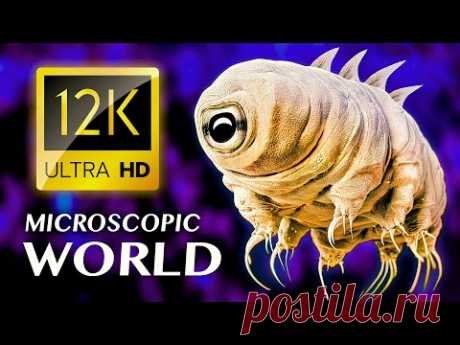 Отмеченный наградами видеоролик MICROSCOPIC WORLD 12K ULTRA HD