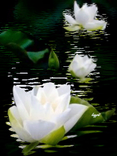 GIFS HERMOSOS: flores encoontradas en la web