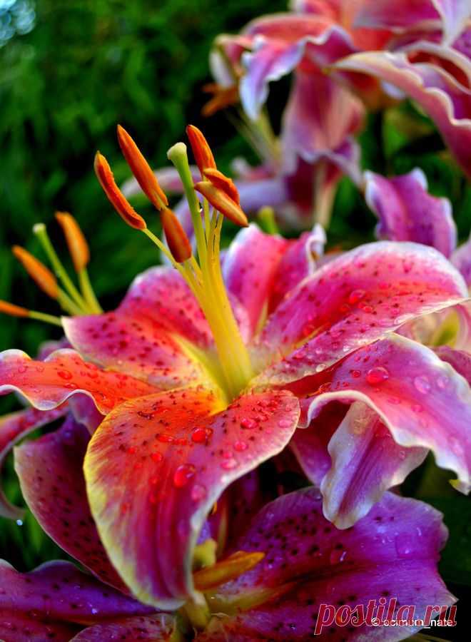After 8 Oriental Lily by Nate A | lilys