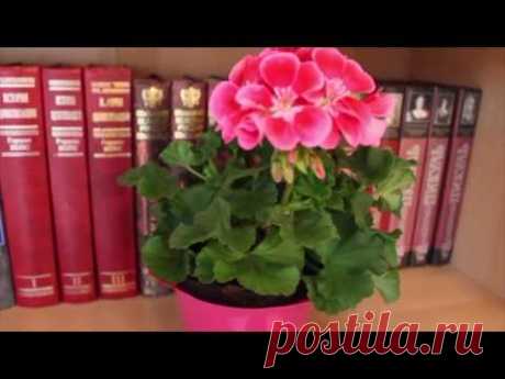 КАК СОХРАНИТЬ ГЕРАНЬ НА ЗИМУ #ЗИМОВКА_ПЕЛАРГОНИИ #ЗИМОВКА_РАСТЕНИЙ Садовый Мир #oldenburgru - YouTube