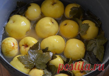Моченые яблоки - суперзакуска! Самые лучшие рецепты! Смотрите под фото и ставьте "Класс!", чтобы сохранить их на своей страничке!

Существует три вида мочения – сахарное, кислое и простое. Очень важно подготовить для вымачивания подходящие яблоки. Наиболее подходящими для мочения являются яблоки поздних сортов, хорошо вызревшие, но твердые: лучший сорт – антоновка, также подходят анис, пепин и титовка. Более твердые сорта нужно предварительно подготавливать: перед вымачива...
