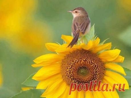 B e a u t é | Красота. Искусство. Вдохновение