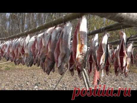 Холодное копчение рыбы (ленок,хариус) в походных условиях