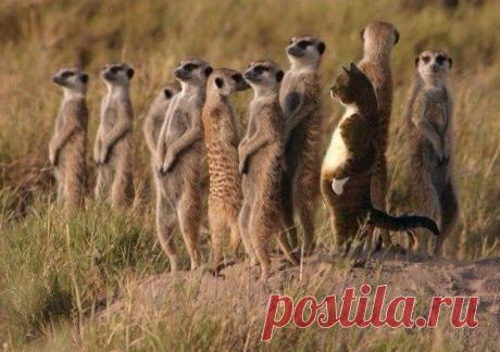 День 5-й... Сурикаты по прежнему ничего не подозревают.